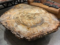 Designation: Slab 2C Giant Sequoias Petrified Wood Table. An Investment in Natural History. A 38-Million-Year-Old Prehistoric Sequoia.